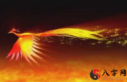 梦见凤凰流泪