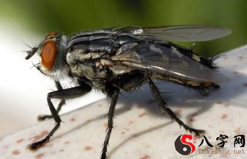 梦见屋里面有苍蝇