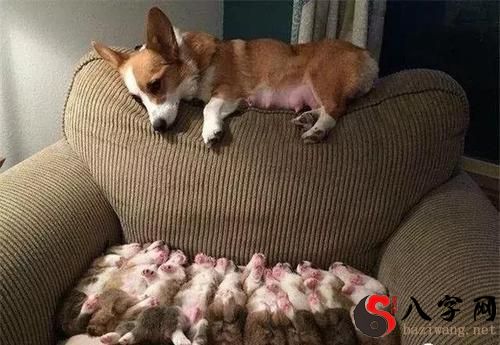 梦见好多小狗崽