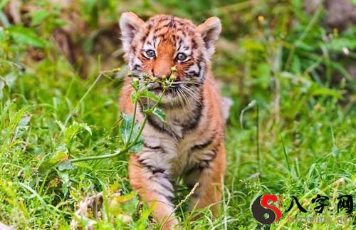 梦见老虎扑向别的动物