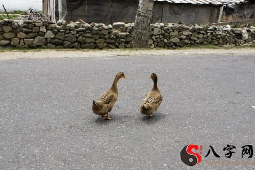 梦见鸭子走在马路上