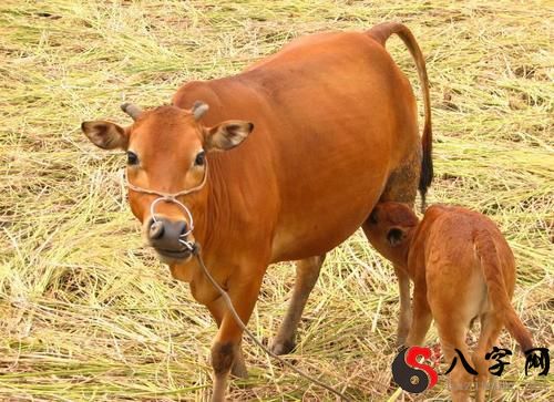 梦见牛一直在叫