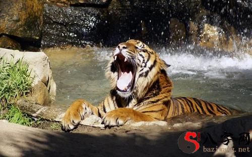 梦见自己被老虎咬