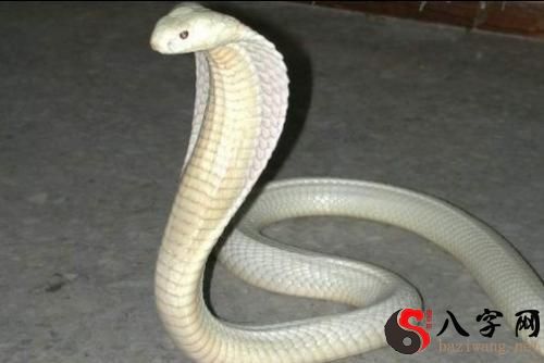 梦见大蟒蛇跳舞