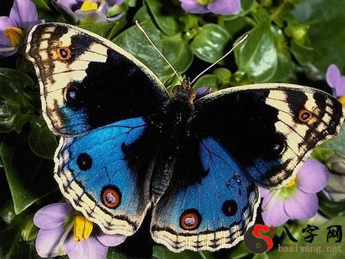 梦见蝴蝶飞到屋里来