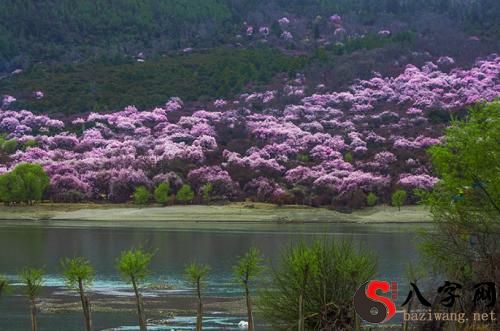 梦见漂亮的桃花