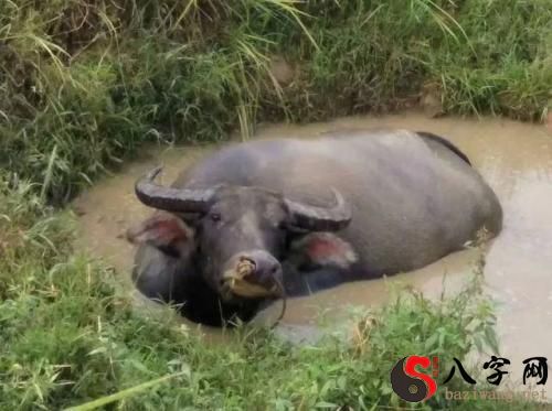 梦见洗澡被看见